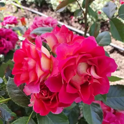 Роза БРЕРА флорибунда в Бресте