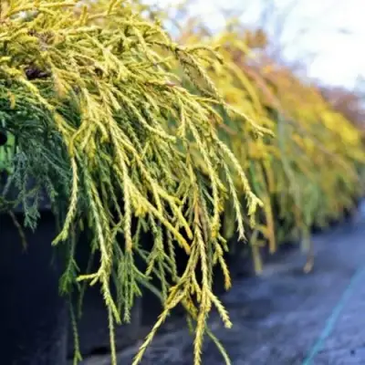 Кипарисовик ВАВЕЛ горохоплодный в Бресте