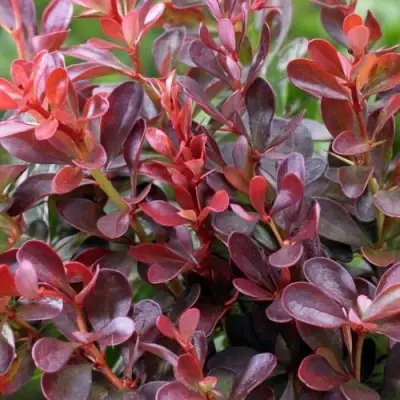 Барбарис АТРОПУРПУРЕА НАНА тунберга в Бресте