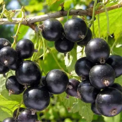 Смородина черная ОРЛОВСКИЙ ВАЛЬС в Бресте