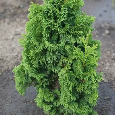 Туя ЗМАТЛИК западная в Бресте