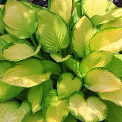 Хоста ГОЛД СТАНДАРТ Форчуна в Бресте