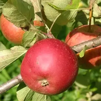 Яблоня ПОСПЕХ в Бресте