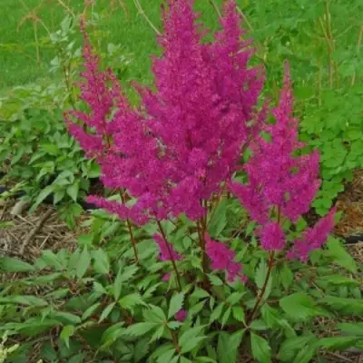 Астильба ЭЛИЗАБЕТ ВАН ВИН японская в Бресте