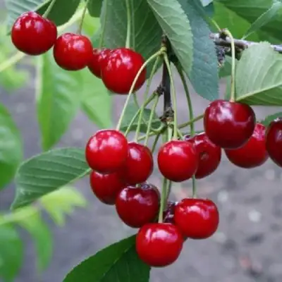 Вишня ЗАРАНКА в Бресте