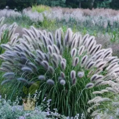 Пеннисетум БЛЭК БЬЮТИ в Бресте