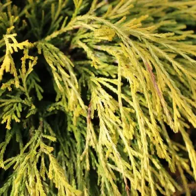 Кипарисовик ГОЛДЕН МОП горохоплодный в Бресте