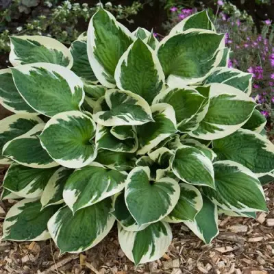 Хоста КАРИН гибридная в Бресте