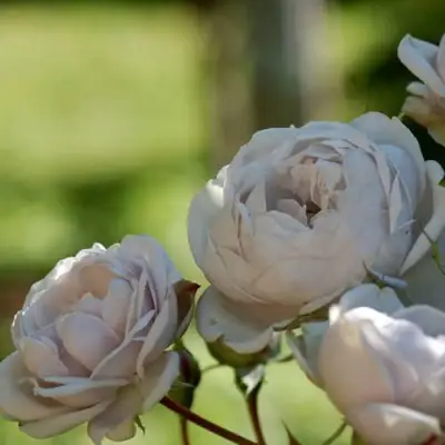 Роза ГРИЗЕЛИС шраб в Бресте