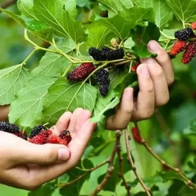 Шелковица ГАЛИЦИЯ в Бресте