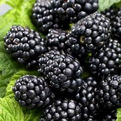 Ежевика БЖЕЗИНА бесшипная  в Бресте