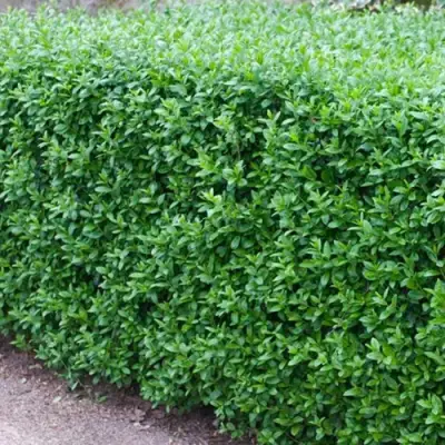 Бирючина обыкновенная АТРОВИРЕНС в Бресте