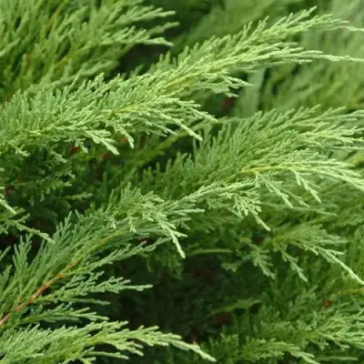 Можжевельник ТАМАРИСЦИФОЛИЯ казацкий  в Бресте