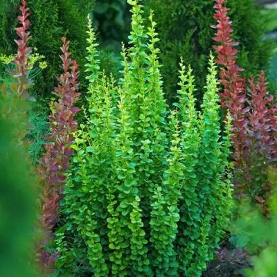 Барбарис ЭРЕКТА тунберга в Бресте