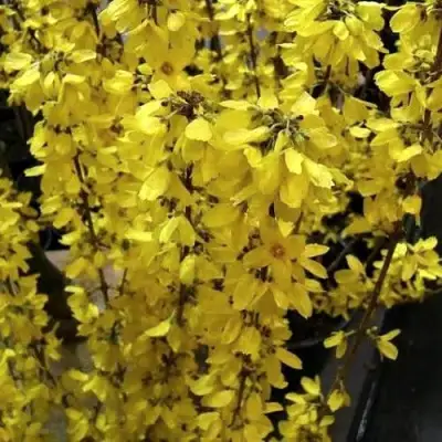 Форзиция ГОЛДРАУШ в Бресте