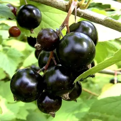 Смородина чёрная ШАРОВИДНАЯ в Бресте