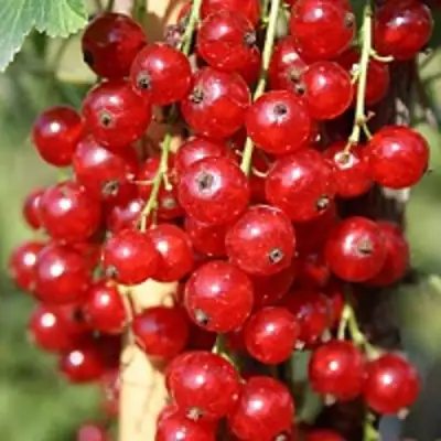 Смородина красная РОНДОМ в Бресте