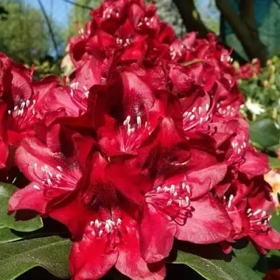 Рододендрон МАТАДОР в Бресте