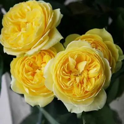 саженцы розы Каталина