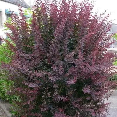 Барбарис АТРОПУРПУРЕА тунберга в Бресте