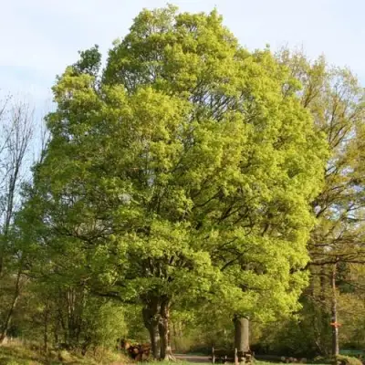 Клен полевой в Бресте