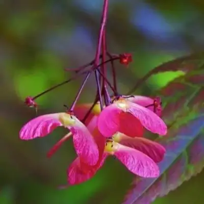 Клен пальмолистный в Бресте