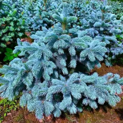 Ель СУПЕР БЛЮ СИДЛИНГ колючая в Бресте