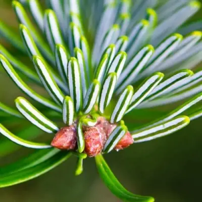 Пихта белая в Бресте