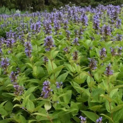 Котовник БЛЮ ДРИМС полусидячий в Бресте