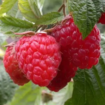 Малина ГЕРАКЛ в Бресте