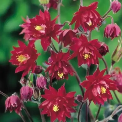 Аквилегия РУБИ ПОРТ обыкновенная в Бресте