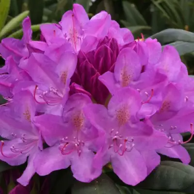 Рододендрон РОЗЕУМ ЭЛЕГАНС в Бресте