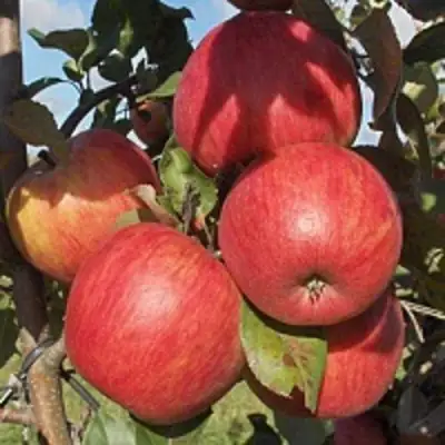 Яблоня ПЕРСИКОВАЯ в Бресте