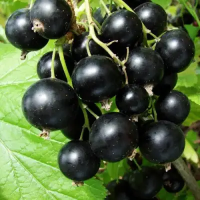 Смородина чёрная ЭКЗОТИКА в Бресте