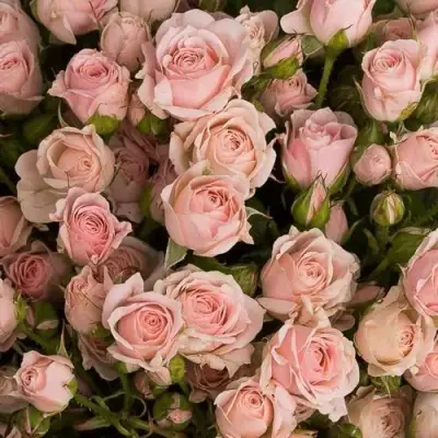 саженцы розы Одиллия