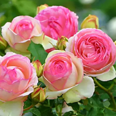 Роза ПЬЕР ДЕ РОНСАР плетистая в Бресте