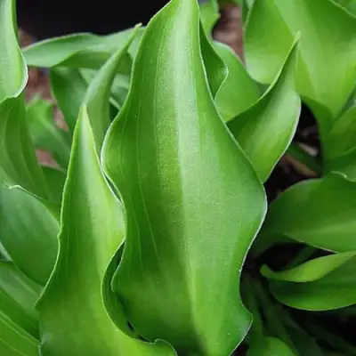 Хоста ГАРРИ ВАН ТРИЕР в Бресте