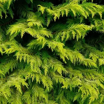 Кипарисовик ГОЛДЕН ВОНДЕР лавсона в Бресте