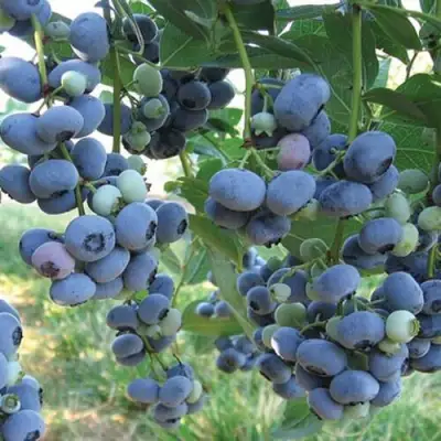 Голубика ЛИБЕРТИ в Бресте