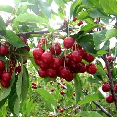 Вишня ТУРГЕНЕВКА в Бресте