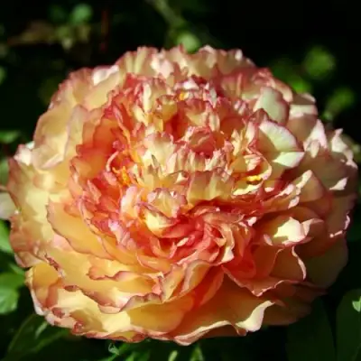 Пион ЗОЛОТАЯ РОССЫПЬ древовидный в Бресте