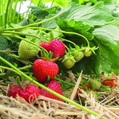 Клубника ЭЛЬСАНТА в Бресте