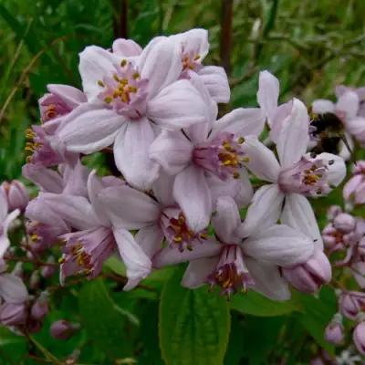 Дейция МОУНТ РОУЗ в Бресте