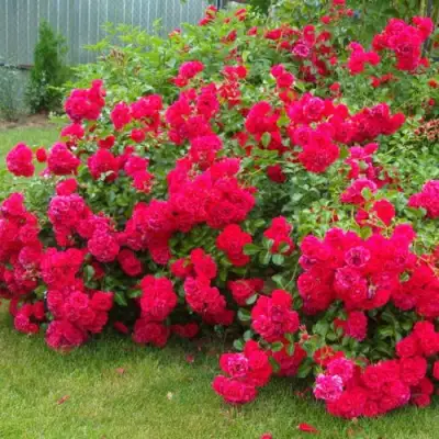 Роза РАДОСТЬ САДОВНИКА (ГАРТЕН ФРОЙДЕ) почвопокровная в Бресте