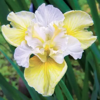 Ирис ЙЕЛЛОУ ТЕЙЛ сибирский в Бресте