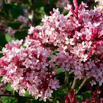 Сирень РЕД ПИКСИ в Бресте