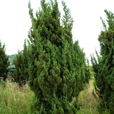 Можжевельник КАЙЗУКА китайский в Бресте