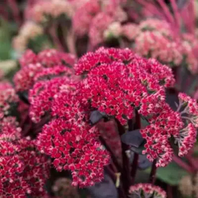 Очиток (седум) РЕД КАУЛИ в Бресте