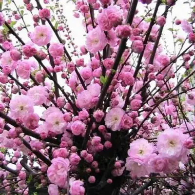 Миндаль ТРЁХЛОПАСТНЫЙ (луизеания) в Бресте