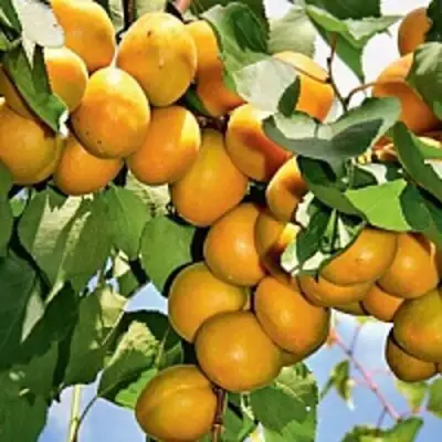 Абрикос БРЯНСКИЙ РАННИЙ в Бресте
